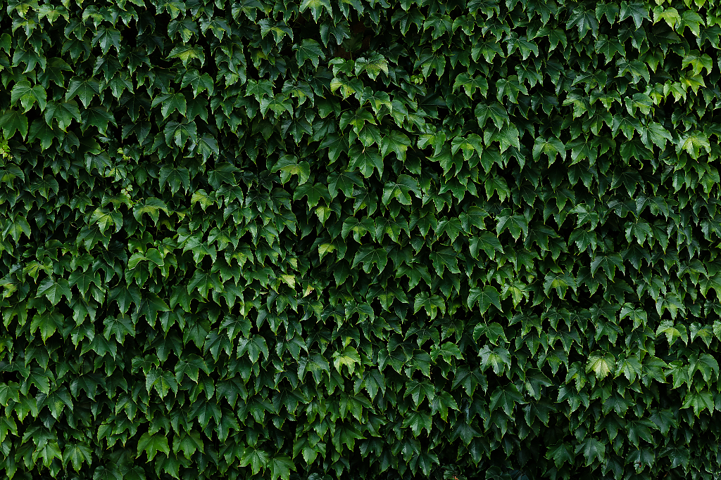 Wall of green leaves